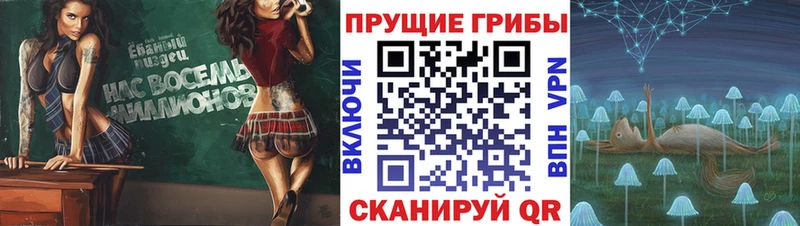 MEGA зеркало  как найти закладки  Западная Двина  Псилоцибиновые грибы Cubensis 
