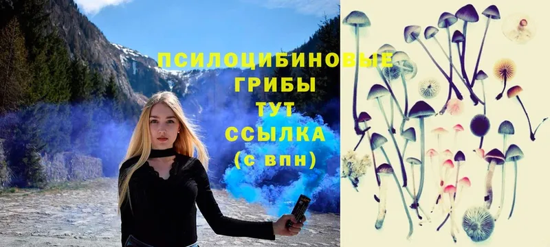 Галлюциногенные грибы Psilocybe  как найти закладки  Западная Двина 